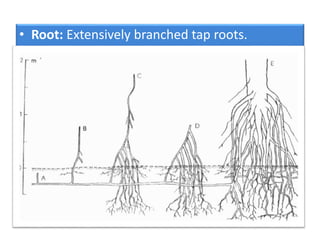 • Root: Extensively branched tap roots.
 