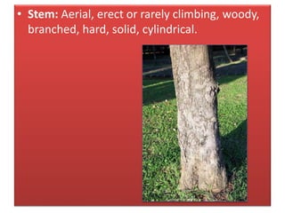 • Stem: Aerial, erect or rarely climbing, woody,
branched, hard, solid, cylindrical.
 