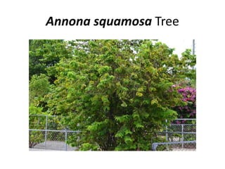 Annona squamosa Tree
 