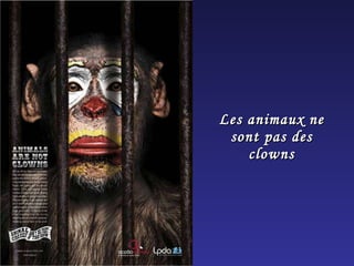 Les animaux ne sont pas des clowns 