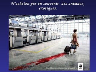 N'achetez pas en souvenir  des animaux  exotiques. 