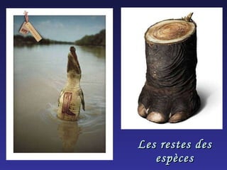 Les restes des espèces 