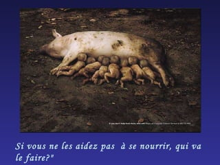 Si vous ne les aidez pas  à se nourrir, qui va le faire?" 