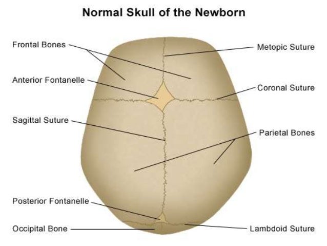 Annormalities of head size and shape