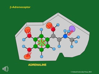 © Oxford University Press, 2013
b-Adrenoceptor
ADRENALINE
 