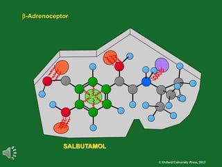 © Oxford University Press, 2013
SALBUTAMOL
b-Adrenoceptor
 