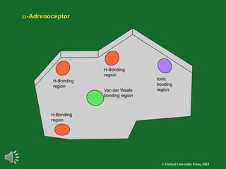 © Oxford University Press, 2013
a-Adrenoceptor
H-Bonding
region
H-Bonding
region
H-Bonding
region
Van der Waals
bonding region
Ionic
bonding
region
 