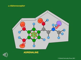 © Oxford University Press, 2013
ADRENALINE
a-Adrenoceptor
 
