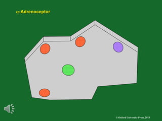 © Oxford University Press, 2013
a-Adrenoceptor
 