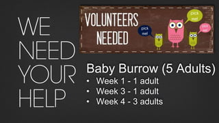 Baby Burrow (5 Adults)
• Week 1 - 1 adult
• Week 3 - 1 adult
• Week 4 - 3 adults
 