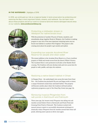 8 BUZZARDS BAY COALITION
In 2016, we continued our role as a regional leader in land conservation by protecting and
restoring the Bay’s most important forests, streams, and wetlands. You can learn more
about these projects and all our work to conserve land and restore damaged natural areas
on our website, www.savebuzzardsbay.org.
IN THE WATERSHED | Highlights of 2016
Protecting a coldwater stream in
Westport for native brook trout
With the protection of another 50 acres of forests, meadows, and
streambanks along Angeline Brook in Westport, the Coalition is making
progress to save one of the most important remaining native sea-run
brook trout habitats in southern New England. This project is also
creating more places for people to get outside and explore.
Expanding our popular Acushnet River
Reserve for people and clean water
The newest addition to the Acushnet River Reserve is a 9-acre riverfront
property of fields and woods across from the historic White’s Factory.
The Acushnet River is now protected on all sides at the Hamlin Street
crossing. The Coalition will soon develop trails and river access here for
people to walk, paddle, and enjoy the outdoors.
Restoring a native beach habitat in Onset
At Burgess Point – the undeveloped view across the water from Onset
Pier – the Coalition has purchased 26 acres and begun work to restore
a unique threatened coastal dune and heath habitat. This property
will become another place where the Coalition will lead outdoor
exploration programs as part of the Onset Bay Center (see page 14).
Removing invasive Phragmites from
salt ponds in Dartmouth and Falmouth
Three years ago, the invasive weed Phragmites was taking over salt
marshes around Salters Pond in Dartmouth and Flume Pond and
Gunning Point Pond in Falmouth. The Coalition worked with
natural resource experts to successfully demonstrate techniques to
drastically reduce Phragmites from the marshes around these three salt
ponds, allowing native species to thrive once again.
 
