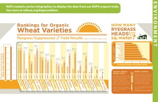 ENVIRONMENT
78.9
bu/acre
77.4
bu/acre
82.5
bu/acre
76.8
bu/acre
75.5
bu/acre
72.8
bu/acre
Rankings for Organic
Wheat Varieties
Ryegrass Suppression // Yield Results based on official variety trials
RyegrassSuppressionRanking
WheatVarietyYieldRanking
1st
10th
20th
30th
40th
50th
1st
5th
10th
15th
20th
USG3438
Pioneer
25R32
Southern
States5205
Agrimaxx
413
Agrimaxx
415
Pioneer
26R20
Oakes
DGShirley
USG3201
NCNeuse
Pioneer
26R12
Southern
States8641
NCYadkin
NC
CapeFear
Southern
States520
Featherstone
VA258
95.8
bu/acre
74.8
bu/acre
77.9
bu/acre
85.1
bu/acre
80.1
bu/acre
69.6
bu/acre
78.7
bu/acre
84.4
bu/acre
80.7
bu/acre
74.7
bu/acre
Organic Official
Variety Trials
The organic official variety trials
(OVT) began with wheat in 2010
in order to identify varieties that
perform well under organic
production conditions in North
Carolina. These 16 varieties were
tested in both the wheat OVT and
in the ryegrass suppression OVT.
Featherstone VA 258 surpasses
the other varieties, ranking highest
in both yield and ryegrass
suppression.
BOPS Coalition
Breeding for Organic Production
Systems (BOPS) is a joint project
by North Carolina State University
and in the Rural Advancement
Foundation International, started
in the spring of 2009. The project
develops field crop varieties
specifically selected for organic
production in the Southeast.
For more information and to view
the complete results of all varieties
tested, visit:
rafiusa.org/bopscoalition.
RYEGRASS HEADS IN SQUARE METER
200 300 400 500
501
481
427
426
426
414
411
403
397
386
380
378
373
368
348
308
HOW MANY
RYEGRASS
HEADS
sq.meter
[per]
?
Featherstone VA 258
Southern States 520
NC Cape Fear
NC Yadkin
Southern States 8641
Pioneer 26R12
NC Neuse
USG3201
DG Shirley
Oakes
Pioneer 26R20
Agrimaxx 415
Agrimaxx 413
Southern States 5205
Pioneer 25R32
USG 3438
WHEATVARIETY
RAFI created a series infographics to display the data from our BOPS organic trials.
See more at rafiusa.org/bopscoalition
 