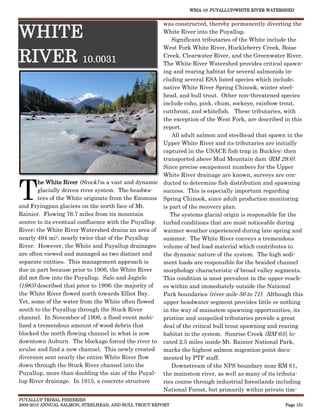 WRIA 10: PUYALLUP/WHITE RIVER WATERSHED


                                                     was constructed, thereby permanently diverting the

WHITE                                                White River into the Puyallup.
                                                         Significant tributaries of the White include the
                                                     West Fork White River, Huckleberry Creek, Boise

RIVER 10.0031                                        Creek, Clearwater River, and the Greenwater River.
                                                     The White River Watershed provides critical spawn-
                                                     ing and rearing habitat for several salmonids in-
                                                     cluding several ESA listed species which include;
                                                     native White River Spring Chinook, winter steel-
                                                     head, and bull trout. Other non-threatened species
                                                     include coho, pink, chum, sockeye, rainbow trout,
                                                     cutthroat, and whitefish. These tributaries, with
                                                     the exception of the West Fork, are described in this
                                                     report.
                                                         All adult salmon and steelhead that spawn in the
                                                     Upper White River and its tributaries are initially
                                                     captured in the USACE fish trap in Buckley; then
                                                     transported above Mud Mountain dam (RM 29.6).
                                                     Since precise escapement numbers for the Upper
                                                     White River drainage are known, surveys are con-


T
        he White River (Stuck) is a vast and dynamic ducted to determine fish distribution and spawning
        glacially driven river system. The headwa-   success. This is especially important regarding
        ters of the White originate from the Emmons Spring Chinook, since adult production monitoring
and Fryingpan glaciers on the north face of Mt.      is part of the recovery plan.
Rainier. Flowing 76.7 miles from its mountain           The systems glacial origin is responsible for the
source to its eventual confluence with the Puyallup turbid conditions that are most noticeable during
River; the White River Watershed drains an area of warmer weather experienced during late spring and
nearly 494 mi2, nearly twice that of the Puyallup    summer. The White River conveys a tremendous
River. However, the White and Puyallup drainages volume of bed load material which contributes to
are often viewed and managed as two distinct and     the dynamic nature of the system. The high sedi-
separate entities. This management approach is       ment loads are responsible for the braided channel
due in part because prior to 1906, the White River   morphology characteristic of broad valley segments.
did not flow into the Puyallup. Salo and Jagielo     This condition is most prevalent in the upper reach-
(1983) described that prior to 1906; the majority of es within and immediately outside the National
the White River flowed north towards Elliot Bay.     Park boundaries (river mile 56 to 71). Although this
Yet, some of the water from the White often flowed   upper headwater segment provides little or nothing
south to the Puyallup through the Stuck River        in the way of mainstem spawning opportunities, its
channel. In November of 1906, a flood event mobi-    pristine and unspoiled tributaries provide a great
lized a tremendous amount of wood debris that        deal of the critical bull trout spawning and rearing
blocked the north flowing channel in what is now     habitat in the system. Sunrise Creek (RM 63), lo-
downtown Auburn. The blockage forced the river to cated 2.5 miles inside Mt. Rainier National Park,
avulse and find a new channel. This newly created marks the highest salmon migration point docu-
diversion sent nearly the entire White River flow    mented by PTF staff.
down through the Stuck River channel into the            Downstream of the NPS boundary near RM 61,
Puyallup, more than doubling the size of the Puyal- the mainstem river, as well as many of its tributa-
lup River drainage. In 1915, a concrete structure    ries course through industrial forestlands including
                                                     National Forest, but primarily within private tim-
PUYALLUP TRIBAL FISHERIES
2009-2010 ANNUAL SALMON, STEELHEAD, AND BULL TROUT REPORT                                          Page 151
 