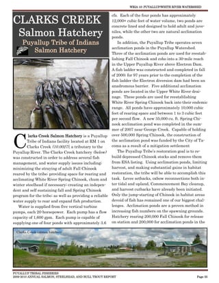 WRIA 10: PUYALLUP/WHITE RIVER WATERSHED


                                                       cfs. Each of the four ponds has approximately
CLARKS CREEK                                           12,000+ cubic feet of water volume, two ponds are
                                                       concrete lined and designed to hold adult and juve-

 Salmon Hatchery                                       niles, while the other two are natural acclimation
                                                       ponds.
     Puyallup Tribe of Indians                             In addition, the Puyallup Tribe operates seven
                                                       acclimation ponds in the Puyallup Watershed.
        Salmon Hatchery                                Three of the acclimation ponds are used for reestab-
                                                       lishing Fall Chinook and coho into a 30-mile reach
                                                       in the Upper Puyallup River above Electron Dam.
                                                       A fish ladder was constructed and completed in fall
                                                       of 2000; for 97 years prior to the completion of the
                                                       fish ladder the Electron diversion dam had been an
                                                       anadromous barrier. Five additional acclimation
                                                       ponds are located in the Upper White River drai-
                                                       nage. These ponds are used for reestablishing
                                                       White River Spring Chinook back into their endemic
                                                       range. All ponds have approximately 10,000 cubic
                                                       feet of rearing space and between 1 to 3 cubic feet
                                                       per second flow. A new 35,000 cu. ft. Spring Chi-
                                                       nook acclimation pond was completed in the sum-
                                                       mer of 2007 near George Creek. Capable of holding



C
        larks Creek Salmon Hatchery is a Puyallup over 500,000 Spring Chinook, the construction of
       Tribe of Indians facility located at RM 1 on    the acclimation pond was funded by the City of Ta-
       Clarks Creek (10.0027), a tributary to the      coma as a result of a mitigation settlement
Puyallup River. The Clarks Creek hatchery (below)          The Puyallup Tribe’s restoration goal is to re-
was constructed in order to address several fish       build depressed Chinook stocks and remove them
management, and water supply issues including;         from ESA listing. Using acclimation ponds, limiting
minimizing the straying of adult Fall Chinook          harvest, and making substantial gains in habitat
reared by the tribe; providing space for rearing and restoration, the tribe will be able to accomplish this
acclimating White River Spring Chinook, chum and task. Levee setbacks, oxbow reconnections both in-
winter steelhead if necessary; creating an indepen-    ter tidal and upland, Commencement Bay cleanup,
dent and self sustaining fall and Spring Chinook       and harvest cutbacks have already been initiated.
program for the tribe; as well as providing a reliable Only the jump-starting of Chinook in habitat areas
water supply to rear and expand fish production.       devoid of fish has remained one of our biggest chal-
   Water is supplied from five vertical turbine        lenges. Acclimation ponds are a proven method in
pumps, each 20-horsepower. Each pump has a flow increasing fish numbers on the spawning grounds.
capacity of 1,600 gpm. Each pump is capable of         Hatchery rearing 200,000 Fall Chinook for release
supplying one of four ponds with approximately 3.6 on station and 200,000 for acclimation ponds in the

 Clarks Creek salmon hatchery




PUYALLUP TRIBAL FISHERIES
2009-2010 ANNUAL SALMON, STEELHEAD, AND BULL TROUT REPORT                                            Page 33
 
