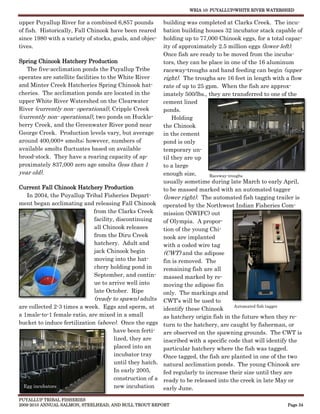 WRIA 10: PUYALLUP/WHITE RIVER WATERSHED


upper Puyallup River for a combined 6,857 pounds          building was completed at Clarks Creek. The incu-
of fish. Historically, Fall Chinook have been reared      bation building houses 32 incubator stack capable of
since 1980 with a variety of stocks, goals, and objec-    holding up to 77,000 Chinook eggs, for a total capac-
tives.                                                    ity of approximately 2.5 million eggs (lower left).
                                                          Once fish are ready to be moved from the incuba-
Spring Chinook Hatchery Production                        tors, they can be place in one of the 16 aluminum
   The five-acclimation ponds the Puyallup Tribe          raceway-troughs and hand feeding can begin (upper
operates are satellite facilities to the White River      right). The troughs are 16 feet in length with a flow
and Minter Creek Hatcheries Spring Chinook hat-           rate of up to 25 gpm. When the fish are approx-
cheries. The acclimation ponds are located in the         imately 500/lbs., they are transferred to one of the
upper White River Watershed on the Clearwater             cement lined
River (currently non- operational), Cripple Creek         ponds.
(currently non- operational), two ponds on Huckle-            Holding
berry Creek, and the Greenwater River pond near           the Chinook
George Creek. Production levels vary, but average         in the cement
around 400,000+ smolts; however, numbers of               pond is only
available smolts fluctuates based on available            temporary un-
brood-stock. They have a rearing capacity of ap-          til they are up
proximately 837,000 zero age smolts (less than 1          to a large
year old).                                                enough size,       Raceway troughs
                                                          usually sometime during late March to early April,
Current Fall Chinook Hatchery Production                  to be massed marked with an automated tagger
   In 2004, the Puyallup Tribal Fisheries Depart-         (lower right). The automated fish tagging trailer is
ment began acclimating and releasing Fall Chinook operated by the Northwest Indian Fisheries Com-
                               from the Clarks Creek      mission (NWIFC) out
                               facility, discontinuing    of Olympia. A propor-
                               all Chinook releases       tion of the young Chi-
                               from the Diru Creek        nook are implanted
                               hatchery. Adult and        with a coded wire tag
                               jack Chinook begin         (CWT) and the adipose
                               moving into the hat-       fin is removed. The
                               chery holding pond in      remaining fish are all
                               September, and contin- massed marked by re-
                               ue to arrive well into     moving the adipose fin
                               late October. Ripe         only. The markings and
                               (ready to spawn) adults CWT’s will be used to
are collected 2-3 times a week. Eggs and sperm, at        identify these Chinook
                                                                                        Automated fish tagger

a 1male-to-1 female ratio, are mixed in a small           as hatchery origin fish in the future when they re-
bucket to induce fertilization (above). Once the eggs turn to the hatchery, are caught by fisherman, or
                                       have been ferti- are observed on the spawning grounds. The CWT is
                                        lized, they are   inscribed with a specific code that will identify the
                                        placed into an    particular hatchery where the fish was tagged.
                                        incubator tray    Once tagged, the fish are planted in one of the two
                                        until they hatch. natural acclimation ponds. The young Chinook are
                                        In early 2005,    fed regularly to increase their size until they are
                                        construction of a ready to be released into the creek in late May or
  Egg incubators                        new incubation    early June.
PUYALLUP TRIBAL FISHERIES
2009-2010 ANNUAL SALMON, STEELHEAD, AND BULL TROUT REPORT                                                Page 34
 