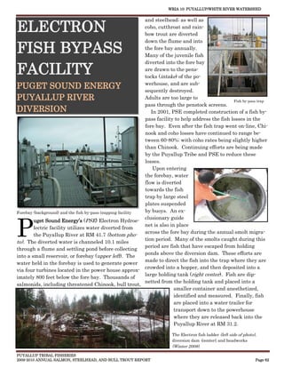 WRIA 10: PUYALLUP/WHITE RIVER WATERSHED


                                                            and steelhead; as well as
ELECTRON                                                    coho, cutthroat and rain-
                                                            bow trout are diverted
                                                            down the flume and into
FISH BYPASS                                                 the fore bay annually.
                                                            Many of the juvenile fish
                                                            diverted into the fore bay
FACILITY                                                    are drawn to the pens-
                                                            tocks (intake) of the po-
                                                            werhouse, and are sub-
PUGET SOUND ENERGY                                          sequently destroyed.
PUYALLUP RIVER                                              Adults are too large to
                                                                                                    Fish by-pass trap
                                                            pass through the penstock screens.
DIVERSION                                                      In 2001, PSE completed construction of a fish by-
                                                            pass facility to help address the fish losses in the
                                                            fore bay. Even after the fish trap went on-line, Chi-
                                                            nook and coho losses have continued to range be-
                                                            tween 60-80%; with coho rates being slightly higher
                                                            than Chinook. Continuing efforts are being made
                                                            by the Puyallup Tribe and PSE to reduce these
                                                            losses.
                                                                Upon entering
                                                            the forebay, water
                                                            flow is diverted
                                                            towards the fish
                                                            trap by large steel
                                                            plates suspended
Forebay (background) and the fish by-pass trapping facility by buoys. An ex-



P
                                                            clusionary guide
        uget Sound Energy’s (PSE) Electron Hydroe-
                                                            net is also in place
        lectric facility utilizes water diverted from
                                                            across the fore bay during the annual smolt migra-
        the Puyallup River at RM 41.7 (bottom pho-
                                                            tion period. Many of the smolts caught during this
to). The diverted water is channeled 10.1 miles
                                                            period are fish that have escaped from holding
through a flume and settling pond before collecting
                                                            ponds above the diversion dam. These efforts are
into a small reservoir, or forebay (upper left). The
                                                            made to direct the fish into the trap where they are
water held in the forebay is used to generate power
                                                            crowded into a hopper, and then deposited into a
via four turbines located in the power house approx-
                                                            large holding tank (right center). Fish are dip-
imately 800 feet below the fore bay. Thousands of
                                                            netted from the holding tank and placed into a
salmonids, including threatened Chinook, bull trout,
                                                                          smaller container and anesthetized,
                                                                          identified and measured. Finally, fish
                                                                          are placed into a water trailer for
                                                                          transport down to the powerhouse
                                                                          where they are released back into the
                                                                          Puyallup River at RM 31.2.

                                                                        The Electron fish ladder (left side of photo),
                                                                        diversion dam (center), and headworks
                                                                        (Winter 2008).

PUYALLUP TRIBAL FISHERIES
2009-2010 ANNUAL SALMON, STEELHEAD, AND BULL TROUT REPORT                                                            Page 62
 