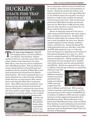 WRIA 10: PUYALLUP/WHITE RIVER WATERSHED


                                                           bers of salmonids, which has been invaluable tool

BUCKLEY:                                                   for research, salmon recovery and escapement es-
                                                           timates. During the months that salmon, steel-

 USACE FISH TRAP                                           head and bull trout return to the upper White Riv-
                                                           er, the USACE empties the trap daily, the trap is
 WHITE RIVER                                               hoisted to a tanker truck, and fish are released
                                                           from the trap into the truck. Fish are then trans-
                                                           ported above Mud Mountain Dam and released
                                                           back into the White River at RM 33.6; four miles
                                                           above the dam and about one mile below the con-
                                                           fluence with the Clearwater River.
                                                               Species of salmonids captured in the trap in-
                                                           clude spring and Fall Chinook, coho, pink, sockeye,
                                                           chum, steelhead and bull trout. Puyallup Tribe
                                                           Fisheries staff samples the contents of the trap
                                                           once a week throughout the entire year. Species
                                                           sampled regularly include Chinook, steelhead,
                                                           sockeye, and bull trout. During the Spring Chi-
                                                           nook/sockeye/bull trout run (late May- early Octo-
                                                           ber) PTF staff sample the trap 1 to 5 days per



T
       he U.S. Army Corps of Engineers’ (USACE)            week; the frequency is dependent on the number of
         fish trapping facility is located at RM 24.3      fish captured throughout the entire run. Steel-
         near Buckley (top left photo). Salmon,            head are sampled regularly by PTF staff from late
steelhead, bull trout, and other native fishes (whi-       January through June. All fish sampled are dip-
tefish, rainbow trout) migrating to the upper              netted from the trap and placed into a 30 gallon
White River, enter this trap and are transported           water filled stainless steel bin and anesthetized
above Mud Mountain Dam. Fish not allowed up-               with MS-222. All fish are examined for fin–clips;
stream include hatchery released Chinook and               in addition, Chinook and steelhead are sampled for
steelhead; with the exception of White River steel-        coded-wire tags with
head acclimated and released from the Muckle-              a metal detector.
shoot hatchery. The Corps’ trapping facility is un-        Additional sampling
iquely integrated into a diversion dam and flume           includes measuring
intake that was, up until January 2004, used to            each fish for fork
divert water from the White River to generate              length and collection
power. Since PSE ceased power production, some             of DNA and scale
measure of water has continued to be diverted              samples from Chi-
                                                                                    Steelhead on measuring scale
from the White River to maintain the water levels          nook, steelhead, and bull trout. DNA sampling
and water quality in Lake Tapps. Engineering and           involves removing a small amount of the anal fin
development is currently underway way to replace           and preserving it in 95% ethanol (C2H5OH) for lat-
the existing structure with a new diversion dam            er analysis. In addition to DNA and scale samples,
                                          and fish trap-   bull trout are floy tagged and transported above
                                          ping facility.   Mud Mountain Dam. Wild steelhead are trans-
                                         The USACE         ported above Mud Mountain dam, while non White
                                         facility offers   River hatchery reared steelhead are returned back
                                         unparalleled      to the White River below the USACE trap as per
                                         access to sig-    agreement with the Muckleshoot Indian Tribe and
  Adult bull trout
                                         nificant num-     the State of Washington.
PUYALLUP TRIBAL FISHERIES
2009-2010 ANNUAL SALMON, STEELHEAD, AND BULL TROUT REPORT                                                  Page 9
 