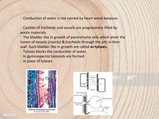 ⮚Conduction of water is not carried by heart wood because:
⮚Cavities of tracheids and vessels are progressively filled by
waste materials.
⮚The bladder like in growth of parenchyma cells which enter the
lumen of vessels (mainly) & tracheids through the pits in their
wall. Such bladder like in growth are called as tyloses.
⮚Tyloses blocks the conduction of water.
⮚In gymnosperms tylosoids are formed
⮚in place of tyloses.
 