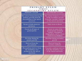 Annual ring and wood