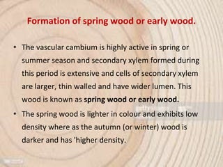 Formation of spring wood or early wood.
• The vascular cambium is highly active in spring or
summer season and secondary xylem formed during
this period is extensive and cells of secondary xylem
are larger, thin walled and have wider lumen. This
wood is known as spring wood or early wood.
• The spring wood is lighter in colour and exhibits low
density where as the autumn (or winter) wood is
darker and has 'higher density.
 