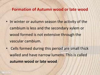 Formation of Autumn wood or late wood
• In winter or autumn season the activity of the
cambium is less and the secondary xylem or
wood formed is not extensive through the
vascular cambium.
• Cells formed during this period are small thick
walled and have narrow lumens. This is called
autumn wood or late wood
 