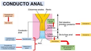 2/3
1/3
Ectodermo
Endodermo
Lim. Inf. de
válvulas
anales
Anocutánea
2cm
Epitelio anal pasa de
cell cilíndricas a
escamosas...