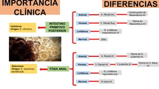 V. Rectal Sup.
Arterial
Venosa
Nervios
Linfáticos
DIFERENCIAS
Arterial
Venosa
Nervios
Linfáticos
Continuación de
Mesentéri...