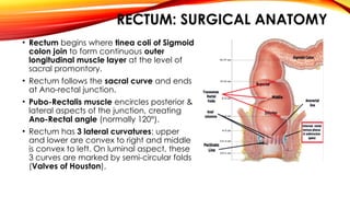 Left Promontory Anatomy of Rectum and Anal Canal with Ano-Rectal Malformations.pptx