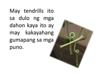 May tendrills ito
sa dulo ng mga
dahon kaya ito ay
may kakayahang
gumapang sa mga
puno.
 