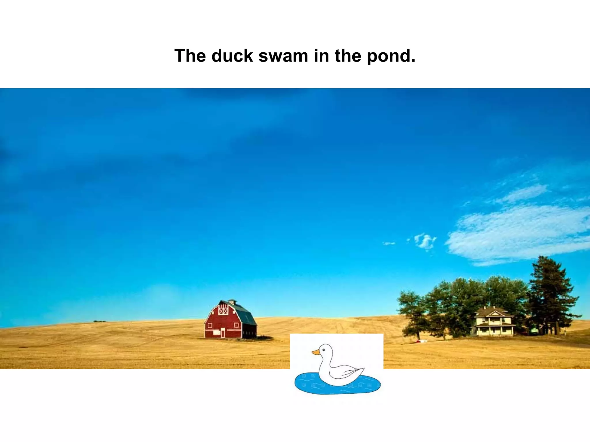 The duck swam in the pond.

 