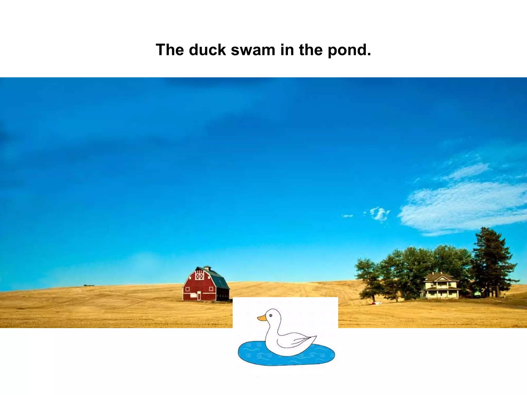 The duck swam in the pond.

 