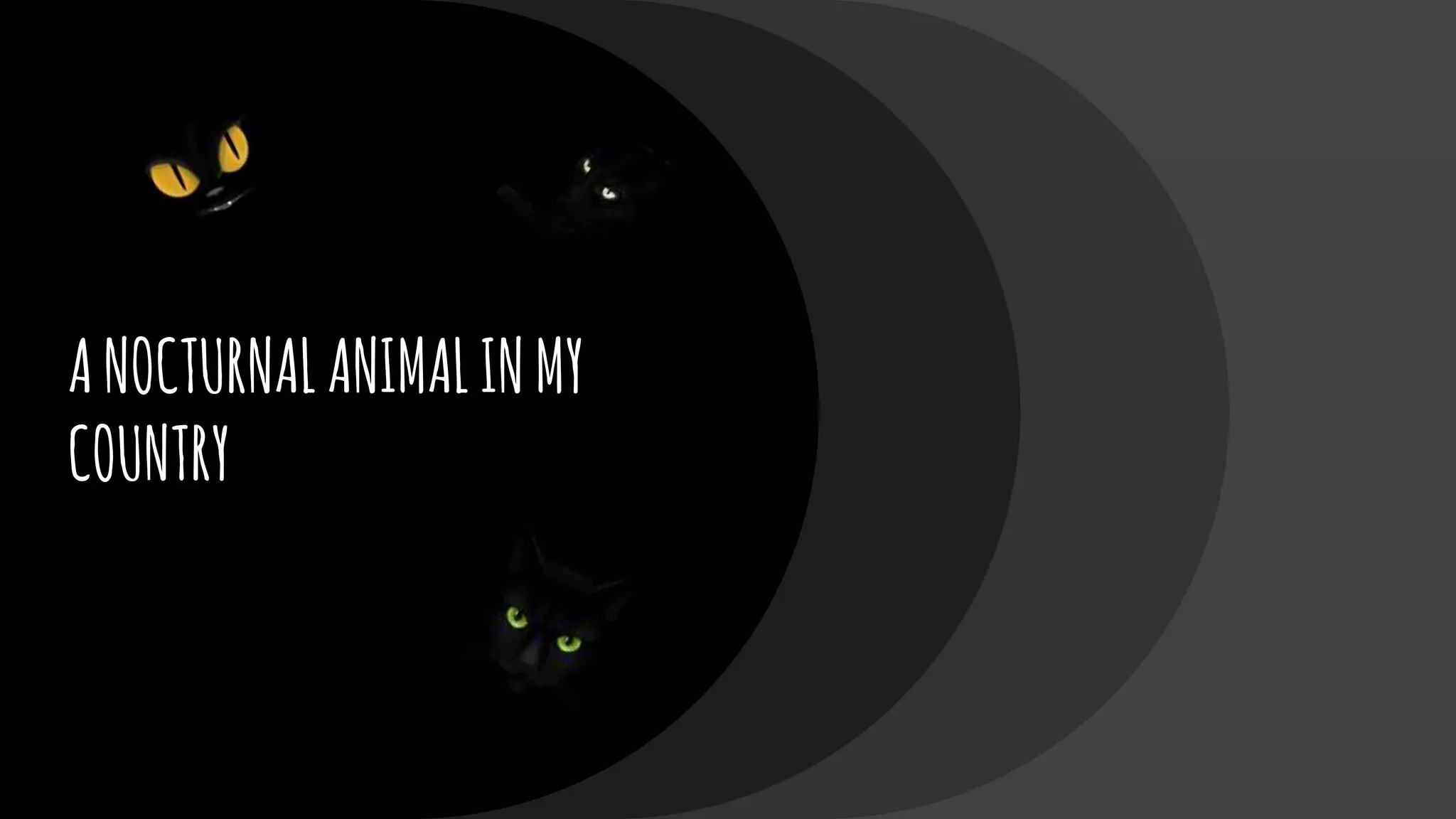 ANOCTURNALANIMALINMY
COUNTRY