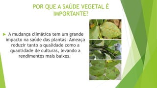POR QUE A SAÚDE VEGETAL É
IMPORTANTE?
 A mudança climática tem um grande
impacto na saúde das plantas. Ameaça
reduzir tanto a qualidade como a
quantidade de culturas, levando a
rendimentos mais baixos.
 