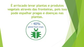 É arriscado levar plantas e produtos
vegetais através das fronteiras, pois isso
pode espalhar pragas e doenças nas
plantas.
 