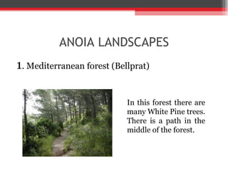 ANOIA LANDSCAPES 1 . Mediterranean forest (Bellprat) In this forest there are many White Pine trees. There is a path in the middle of the forest. 