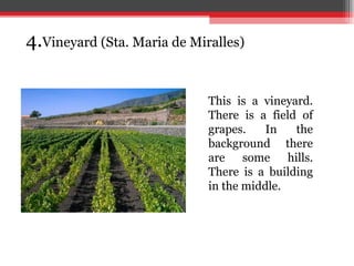 4. Viney ard (Sta. Maria de Miralles) This is a vineyard. There is a field of grapes. In the background there are some hills. There is a building in the middle.  