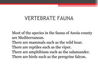 VERTEBRATE FAUNA Most of the species in the fauna of Anoia county  are Mediterranean. There are mammals such as the wild boar. There are reptiles such as the viper. There are amphibians such as the salamander. There are birds such as the peregrine falcon. 