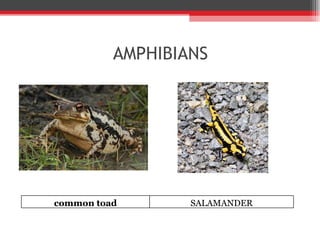AMPHIBIANS common toad SALAMANDER 