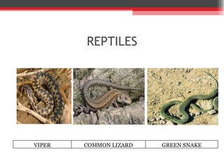 REPTILES VIPER COMMON LIZARD GREEN SNAKE 