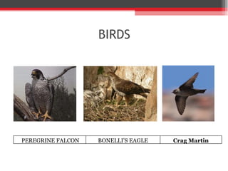 BIRDS PEREGRINE FALCON BONELLI ’ S EAGLE Crag Martin 