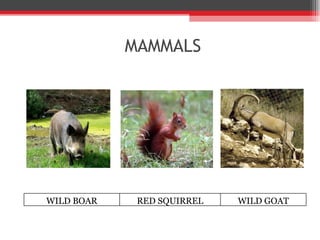 MAMMALS WILD BOAR RED SQUIRREL WILD GOAT 