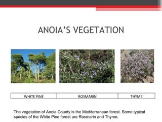 ANOIA’ S VEGETATION The vegetation of Anoia County is the Mediterranean forest. Some typical species of the White Pine forest are Rosmarin and Thyme. WHITE PINE ROSMARIN THYME 