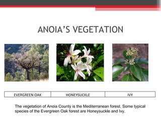 ANOIA’ S VEGETATION The vegetation of Anoia County is the Mediterranean forest. Some typical species of the Evergreen Oak forest are Honeysuckle and Ivy. EVERGREEN OAK HONEYSUCKLE IVY 