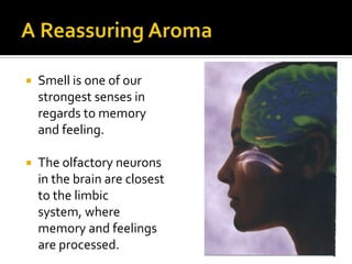 A Reassuring Aroma Smell is one of our strongest senses in regards to memory and feeling. The olfactory neurons in the brain are closest to the limbic system, where memory and feelings are processed. 