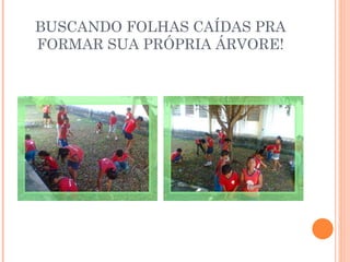 BUSCANDO FOLHAS CAÍDAS PRA FORMAR SUA PRÓPRIA ÁRVORE! 