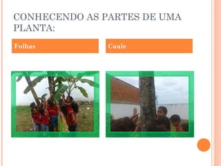 CONHECENDO AS PARTES DE UMA PLANTA: Folhas Caule 