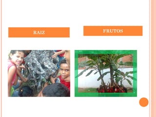 FRUTOS RAIZ 