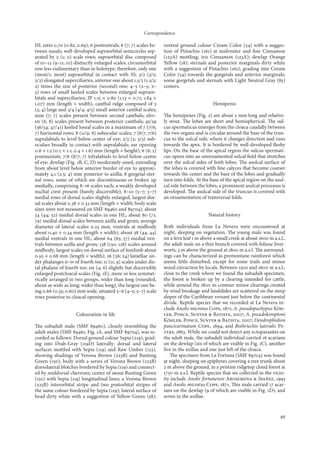 Correspondence

HL ratio 0.70 (0.82; 0.69); 6 postrostrals; 6 (7; 7) scales be-   ventral ground colour Cream Color (54) with a sugges-
tween nasals; well-developed supraorbital semicircles sep-        tion of Pistachio (6) at midventer and ﬁne Cinnamon
arated by 2 (; 0) scale rows; supraorbital disc composed         (23A) mottling; iris Cinnamon (23A); dewlap Orange
of 0–2 (9–; 0) distinctly enlarged scales; circumorbital     Yellow (8); sternals and posterior marginals dirty white
row less rudimentary than in holotype, therefore, only one        with a suggestion of Pistachio (6), grading into Cream
(most/; most) supraorbital in contact with SS; 3/2 (3/2;         Color (54) towards the gorgetals and anterior marginals;
2/2) elongated superciliaries, anterior one about .5/2 (.5/2;   some gorgetals and sternals with Light Neutral Gray (85)
2) times the size of posterior (second) one; 4–5 (2–5; 2–         centers.
5) rows of small keeled scales between enlarged supraor-
bitals and superciliaries; IP .5 × 0.80 (.3 × 0.7; .84 ×
.07) mm (length × width), canthal ridge composed of 3                                     Hemipenis
(3; 4) large and 3/4 (4/4; 4/5) small anterior canthal scales;
nine (7; 7) scales present between second canthals; elev-         The hemipenes (Fig. 2) are about 5 mm long and relative-
en (6; 8) scales present between posterior canthals; 45/39        ly stout. The lobes are short and hemispherical. The sul-
(36/34; 47/4) keeled loreal scales in a maximum of 7 (7/6;       cus spermaticus emerges from the cloaca caudally between
7) horizontal rows; 8 (/9; 8) subocular scales; 7 (8/7; 7/6)    the two organs and is circular around the base of the trun-
supralabials to level below center of eye; 2/3 (2; 3/3) sub-      cus to the sulcal side, where it changes direction and runs
oculars broadly in contact with supralabials; ear opening         towards the apex. It is bordered by well-developed ﬂeshy
0.6 × .5 (0.5 × .; 0.4 × .6) mm (length × height); 6 (6; 5)   lips. On the base of the apical region the sulcus spermati-
postmentals; 7/6 (8/7; 7) infralabials to level below centre      cus opens into an unornamented sulcal ﬁeld that stretches
of eye; dewlap (Fig. B, C, D) moderately-sized, extending        over the sulcal sides of both lobes. The asulcal surface of
from about level below anterior border of eye to approxi-         the lobes is covered with ﬁne calyces that become coarser
mately 4. (2.5; 4) mm posterior to axilla; 8 gorgetal-ster-      towards the center and the base of the lobes and gradually
nal rows, some of which are discontinuous or broken up            turn into folds. At the base of the apical region on the asul-
medially, comprising 8–6 scales each; a weakly developed         cal side between the lobes, a prominent asulcal processus is
nuchal crest present (barely discernible); 8–0 (5–7; 5–7)        developed. The asulcal side of the truncus is covered with
medial rows of dorsal scales slightly enlarged, largest dor-      an ornamentation of transversal folds.
sal scales about 0.38 × 0.33 mm (length × width; body scale
sizes were not measured on SMF 89460 and 89704); about
54 (44; 52) medial dorsal scales in one HL; about 80 (7;                               Natural history
79) medial dorsal scales between axilla and groin; average
diameter of lateral scales 0.23 mm; ventrals at midbody           Both individuals from La Nevera were encountered at
about 0.40 × 0.34 mm (length × width); about 38 (44; 44)          night, sleeping on vegetation. The young male was found
medial ventrals in one HL; about 64 (65; 57) medial ven-          on a fern leaf  m above a small creek at about 600 m a.s.l.,
trals between axilla and groin; 38 (30; 28) scales around      the adult male on a thin branch covered with foliose liver-
midbody; largest scales on dorsal surface of forelimb about       worts, 3 m above the ground at 800 m a.s.l. The surround-
0.50 × 0.68 mm (length × width); 26 (26; 24) lamellae un-         ings can be characterized as premontane rainforest which
der phalanges ii–iv of fourth toe;  (; 9) scales under dis-   seems little disturbed, except for some trails and minor
tal phalanx of fourth toe; six (4; 6) slightly but discernibly    wood extraction by locals. Between 500 and 600 m a.s.l.,
enlarged postcloacal scales (Fig. E), more or less symmet-       close to the creek where we found the subadult specimen,
rically arranged in two groups, wider than long (rounded,         the forest is broken up by a clearing intended for cattle,
about as wide as long; wider than long), the largest one be-      while around the 800 m-contour minor clearings created
ing 0.66 (0.35; 0.60) mm wide, situated 5–6 (4–5; 5–7) scale      by wind breakage and landslides are scattered on the steep
rows posterior to cloacal opening.                                slopes of the Caribbean versant just below the continental
                                                                  divide. Reptile species that we recorded at La Nevera in-
                                                                  clude Anolis microtus Cope, 87; A. pseudopachypus Köh-
                     Colouration in life                          ler, Ponce, Sunyer & Batista, 2007; A. pseudokemptoni
                                                                  Köhler, Ponce, Sunyer & Batista, 2007; Dendrophidion
The subadult male (SMF 89460), closely resembling the             paucicarinatum Cope, 894; and Bothriechis lateralis Pe-
adult males (SMF 8946, Fig. A, and SMF 89704), was re-          ters, 863. While we could not detect any ectoparasites on
corded as follows: Dorsal ground colour Sepia (29), grad-        the adult male, the subadult individual carried 6 acarians
ing into Drab-Gray (9D) laterally; dorsal and lateral           on the dewlap (six of which are visible in Fig. C), another
surfaces mottled with Sepia (9) and Raw Umber (23),            ﬁve in the axillae and one just left of the cloaca.
showing shadings of Verona Brown (223B) and Bunting                  The specimen from La Fortuna (SMF 89704) was found
Green (50); body with a series of Verona Brown (223B)            at night, sleeping on epiphytes covering a tree trunk about
dorsolateral blotches bordered by Sepia (9) and connect-        2 m above the ground, in a pristine ridgetop cloud forest at
ed by middorsal chevrons; center of snout Bunting Green           750 m a.s.l. Reptile species that we collected in the vicin-
(50) with Sepia (9) longitudinal lines; a Verona Brown         ity include Anolis fortunensis Arosemena & Ibañez, 993
(223B) interorbital stripe and two postorbital stripes of         and Anolis microtus Cope, 87. This male carried 7 acar-
the same colour bordered by Sepia (9); lateral surface of       ians on the dewlap (9 of which are visible in Fig. D), and
head dirty white with a suggestion of Yellow-Green (58);          seven in the axillae.


                                                                                                                             49
 