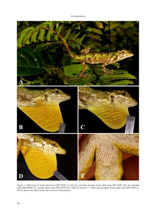 Correspondence




Figure 1. Adult male of Anolis datzorum (SMF 89461) in life (A); extended dewlaps of the adult male SMF 89461 (B), the subadult
male SMF 89460 (C), and the adult male SMF 89704 (D), width of tweezers = 3 mm; cloacal region of the adult male SMF 89461 in
life (E; photo was taken before the evertion of hemipenes).




50
 