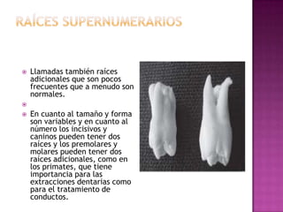  Llamadas también raíces
adicionales que son pocos
frecuentes que a menudo son
normales.

 En cuanto al tamaño y forma
son variables y en cuanto al
número los incisivos y
caninos pueden tener dos
raíces y los premolares y
molares pueden tener dos
raíces adicionales, como en
los primates, que tiene
importancia para las
extracciones dentarias como
para el tratamiento de
conductos.
 